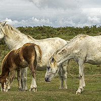 Buy canvas prints of Three horses on the Gower  by Jenny Hibbert