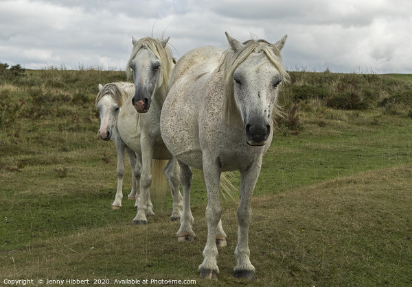 Three White horses on the Gower Peninsular Picture Board by Jenny Hibbert