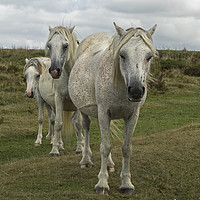 Buy canvas prints of Three White horses on the Gower Peninsular by Jenny Hibbert