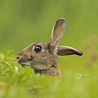 Buy canvas prints of Wild Rabbit listening  by Jenny Hibbert