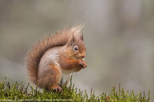 Red Squirrel in Scotland Picture Board by Jenny Hibbert