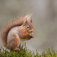 Buy canvas prints of Red Squirrel in Scotland by Jenny Hibbert