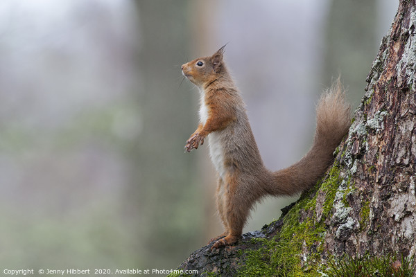 Alert Red Squirrel Scotland Picture Board by Jenny Hibbert