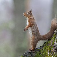 Buy canvas prints of Alert Red Squirrel Scotland by Jenny Hibbert