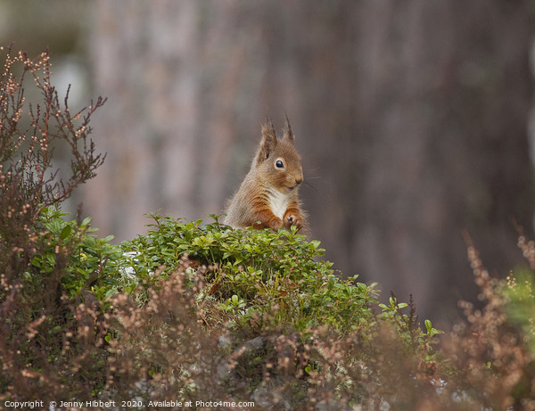 Red Squirrel looking very cheeky in Scotland Picture Board by Jenny Hibbert