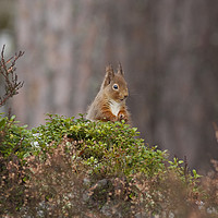 Buy canvas prints of Red Squirrel looking very cheeky in Scotland by Jenny Hibbert