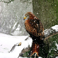 Buy canvas prints of Red Kite in heavy snow Wales by Jenny Hibbert