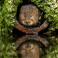 Buy canvas prints of Water Vole peeping out of a pipe by Jenny Hibbert