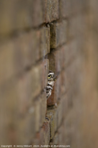 Little Owl sitting in a hole in the wall Picture Board by Jenny Hibbert