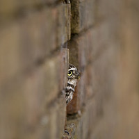 Buy canvas prints of Little Owl sitting in a hole in the wall by Jenny Hibbert