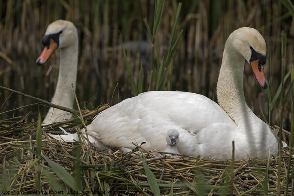 Family of Swans with young cygnet Picture Board by Jenny Hibbert