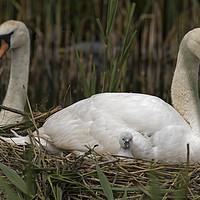 Buy canvas prints of Family of Swans with young cygnet by Jenny Hibbert