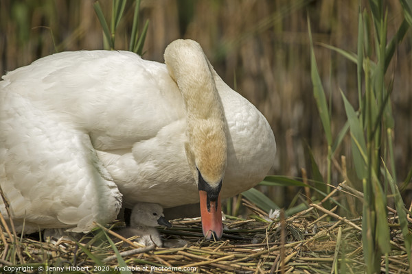 Female Swan caring for young cygnet in Cardiff Picture Board by Jenny Hibbert