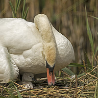 Buy canvas prints of Female Swan caring for young cygnet in Cardiff by Jenny Hibbert