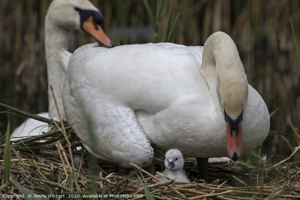 Cob Swan looking over at young cygnet Picture Board by Jenny Hibbert