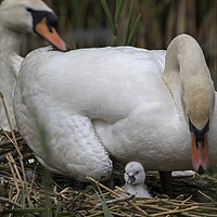 Buy canvas prints of Cob Swan looking over at young cygnet by Jenny Hibbert
