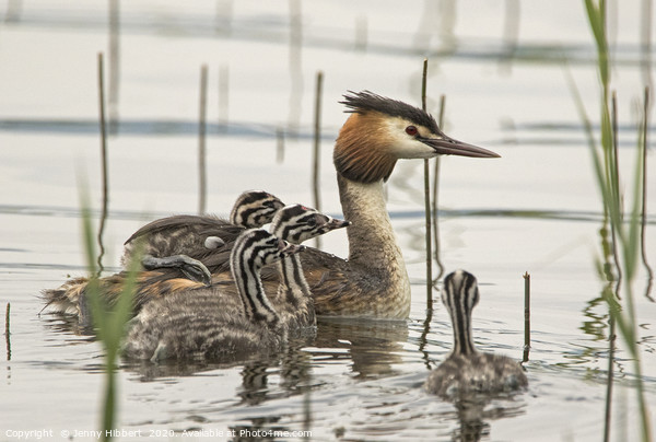 Family of Great Crested Grebe Picture Board by Jenny Hibbert