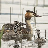 Buy canvas prints of Family of Great Crested Grebe by Jenny Hibbert