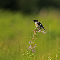 Buy canvas prints of Stonechat perched on Rosebay willowherb by Jenny Hibbert