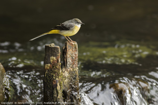 Grey Wagtail Picture Board by Jenny Hibbert