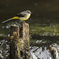 Buy canvas prints of Grey Wagtail by Jenny Hibbert