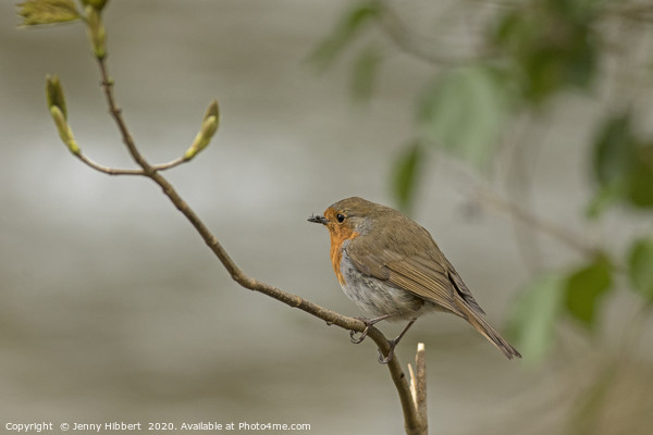 Robin perched next to river Picture Board by Jenny Hibbert