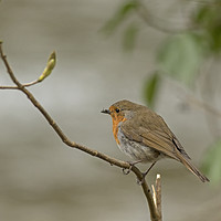 Buy canvas prints of Robin perched next to river by Jenny Hibbert
