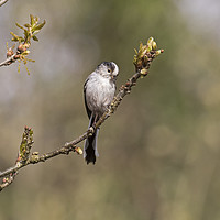 Buy canvas prints of Long Tailed Tit by Jenny Hibbert