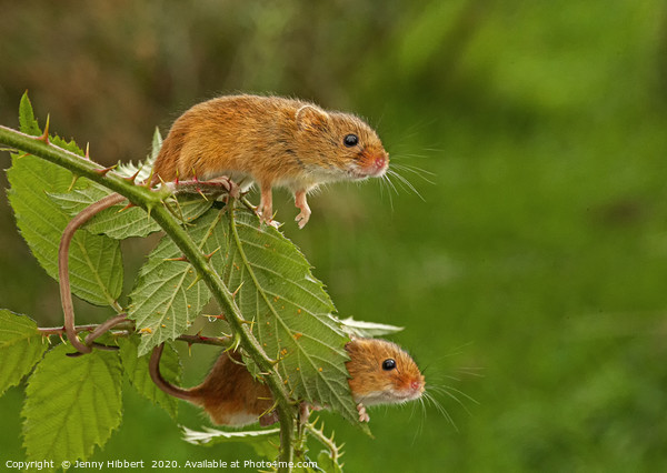 Two Harvest Mice on blackberry bush Picture Board by Jenny Hibbert