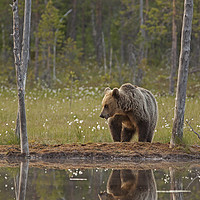 Buy canvas prints of Brown Bear by lake by Jenny Hibbert
