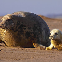 Buy canvas prints of Grey seal with pup by Jenny Hibbert