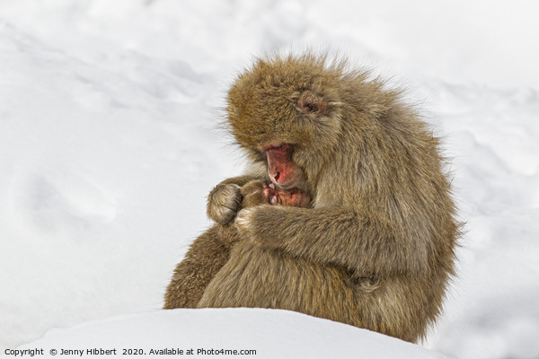 Mother Snow Monkey cuddling young Picture Board by Jenny Hibbert