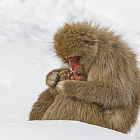Buy canvas prints of Mother Snow Monkey cuddling young by Jenny Hibbert