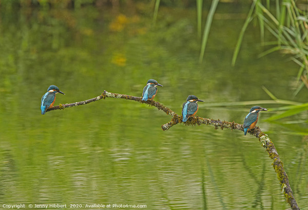 Four Juvenile Kingfishers Picture Board by Jenny Hibbert