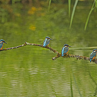 Buy canvas prints of Four Juvenile Kingfishers by Jenny Hibbert