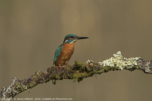 Kingfisher on perch Picture Board by Jenny Hibbert