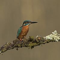 Buy canvas prints of Kingfisher on perch by Jenny Hibbert