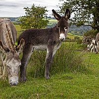 Buy canvas prints of Donkeys on the common by Jenny Hibbert
