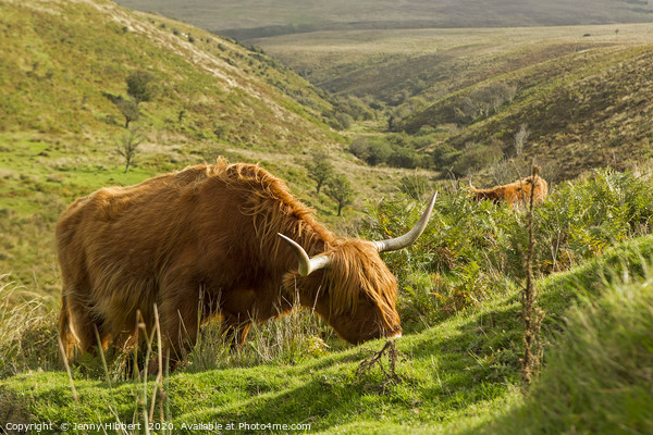 Highland Cattle in Exmoor Picture Board by Jenny Hibbert