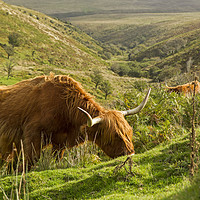 Buy canvas prints of Highland Cattle in Exmoor by Jenny Hibbert