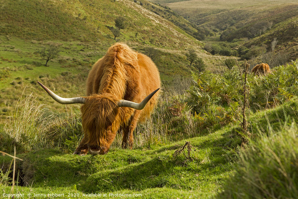 Highland cattle near Porlock Exmoor Picture Board by Jenny Hibbert