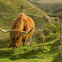 Buy canvas prints of Highland cattle near Porlock Exmoor by Jenny Hibbert