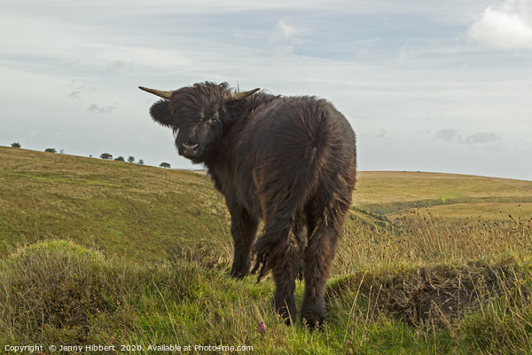 Young Exmoor Highland cow giving me a backward gla Picture Board by Jenny Hibbert