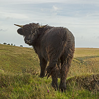 Buy canvas prints of Young Exmoor Highland cow giving me a backward gla by Jenny Hibbert