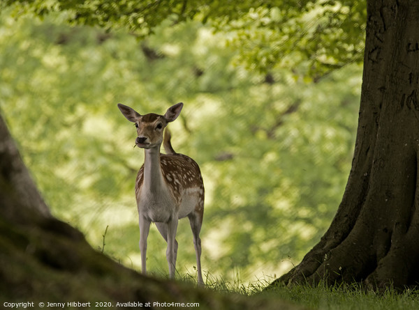 Young Deer in woodland Picture Board by Jenny Hibbert
