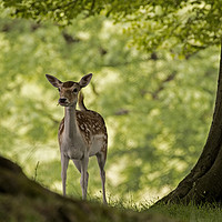 Buy canvas prints of Young Deer in woodland by Jenny Hibbert