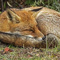 Buy canvas prints of Red Fox sleeping by Jenny Hibbert