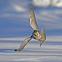 Buy canvas prints of Hawk Owl hunting over snow by Jenny Hibbert