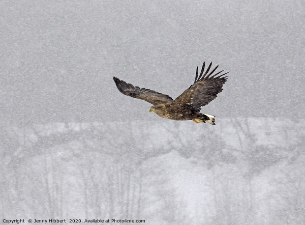 White tailed eagle flying through snow Picture Board by Jenny Hibbert