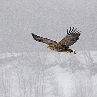 Buy canvas prints of White tailed eagle flying through snow by Jenny Hibbert